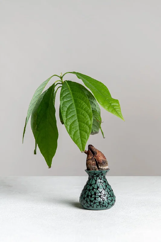 Mini Avocado Planter | Pine Green with Black Stars