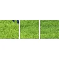 Austin Bush Premium Thick-Wrap Canvas entitled Rice Field, Thailand