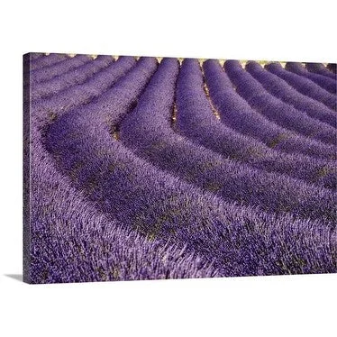 Bethune Carmichael Premium Thick-Wrap Canvas entitled Lavender Field, Provence-Alpes-Cote d'Azur, France