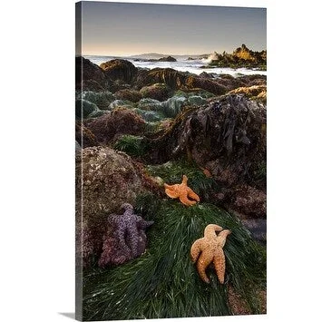 Douglas Steakley Premium Thick-Wrap Canvas entitled Starfish at Low Tide, Carmel-by-the-Sea, California, USA