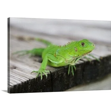 Holger Leue Premium Thick-Wrap Canvas entitled Iguana on Eagle Beach, Aruba