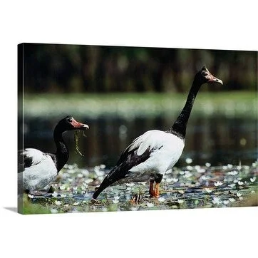 John Banagan Premium Thick-Wrap Canvas entitled Magpie Goose, Kakadu National Park, Northern Territory, Australia