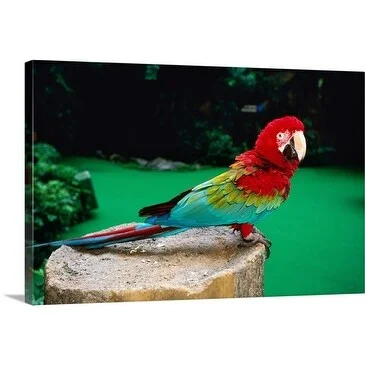 John Elk Premium Thick-Wrap Canvas entitled Parrot, Singapore, South-East Asia