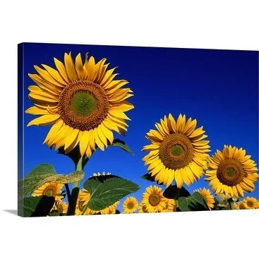 John Elk Premium Thick-Wrap Canvas entitled Sunflowers, Tuscany, Italy, Europe