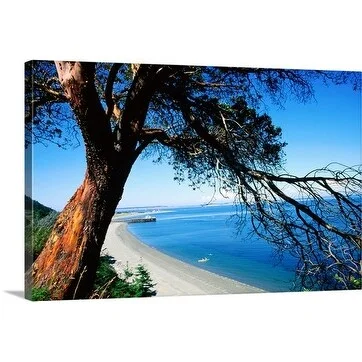 Judy Bellah Premium Thick-Wrap Canvas entitled Tree overlooking the beach, Port Townsend, Washington State