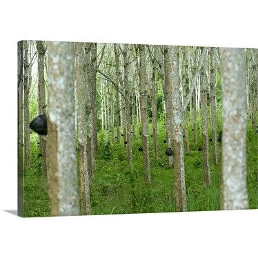 Lonely Planet Premium Thick-Wrap Canvas entitled A stand of rubber trees, South-East Asia, Thailand, Phuket