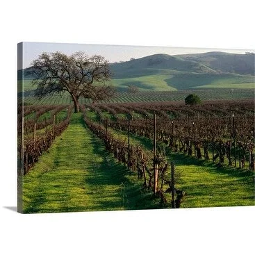 Nicholas Pavloff Premium Thick-Wrap Canvas entitled Lush vineyard in California