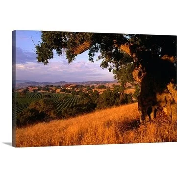 Oliver Strewe Premium Thick-Wrap Canvas entitled Vineyard, Santa Ynez Valley, California, USA