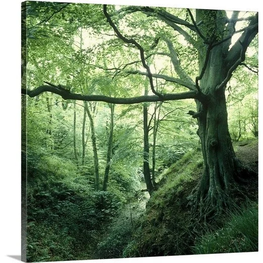 Premium Thick-Wrap Canvas entitled A stream in the Plessey Woods Country Park, Northumberland, England.