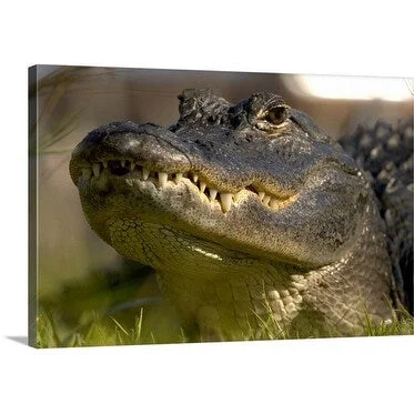 Premium Thick-Wrap Canvas entitled American Alligator. Alligator mississipiensis. Everglades; Shark Valley, Florida,