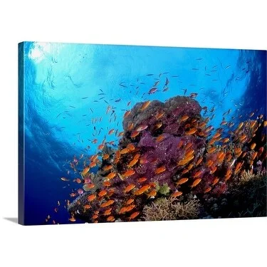 Premium Thick-Wrap Canvas entitled Anthias (Pseudoanthias squamipinnis) and coral head, St Johns Reef, Red Sea, Egypt