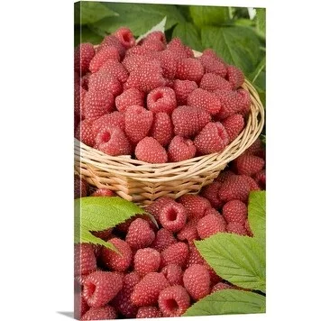 Premium Thick-Wrap Canvas entitled Basket of freshly harvested raspberries (Rubus idaeus) 'Polka'