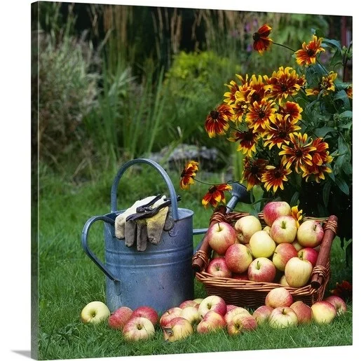 Premium Thick-Wrap Canvas entitled Basket of gala apples, metal watering can