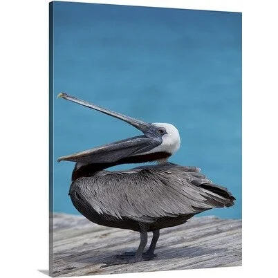 Premium Thick-Wrap Canvas entitled Brown pelican dock, Caribbean