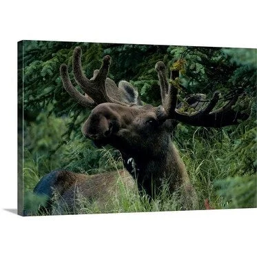 Premium Thick-Wrap Canvas entitled Bull moose