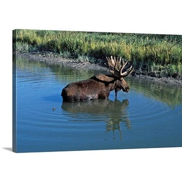 Premium Thick-Wrap Canvas entitled Bull Moose, Alces alces, in water. Chugach Mountain Range. Portage. Alaska. USA