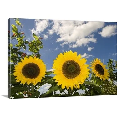 Premium Thick-Wrap Canvas entitled Bumblebee on Yellow Sunflowers (Helianthus) against sky