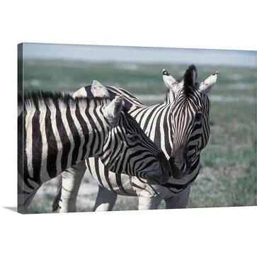 Premium Thick-Wrap Canvas entitled Burchells Zebras, Equus burchellii, rubbing noses. Etosha National Park, Namibia,