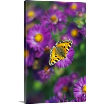 Premium Thick-Wrap Canvas entitled Butterfly resting on aster (Aster)