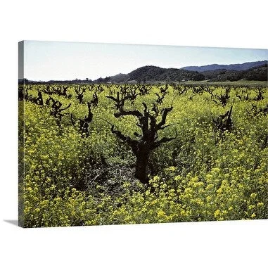 Premium Thick-Wrap Canvas entitled California, Sonoma County. Vineyards and wild mustard