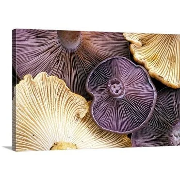 Premium Thick-Wrap Canvas entitled Chanterelle mushrooms and wood blewit showing gills, California