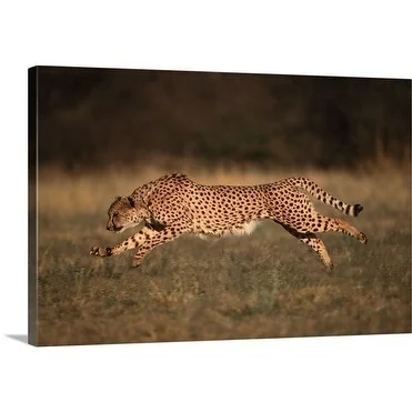 Premium Thick-Wrap Canvas entitled Cheetah running. Can reach speeds of up to 120 km/hr