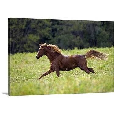 Premium Thick-Wrap Canvas entitled Chestnut Arabian stallion running in meadow