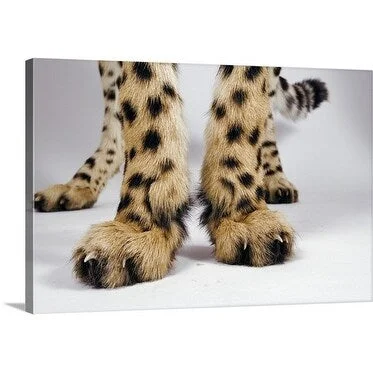 Premium Thick-Wrap Canvas entitled Close-up of an endangered cheetah's paws