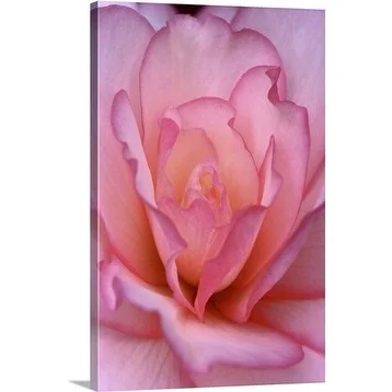 Premium Thick-Wrap Canvas entitled Close up of Begonia picotee cascade var. Babylon flower