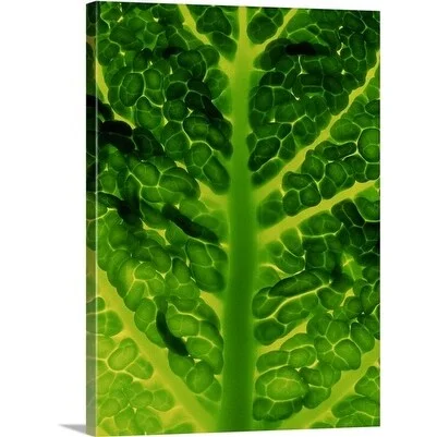 Premium Thick-Wrap Canvas entitled Close-up of brassica, savoy cabbage