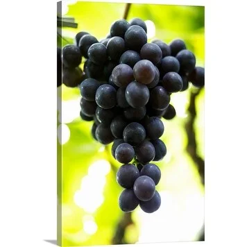 Premium Thick-Wrap Canvas entitled Close up of ripe bunch of black grapes (Vitis vinifera var. royal)