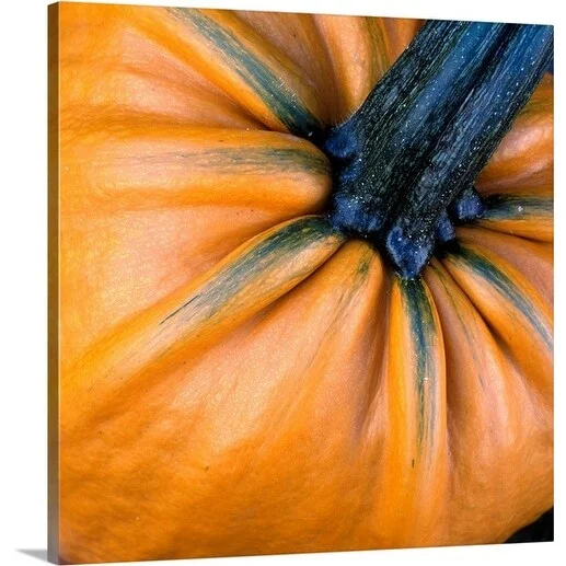 Premium Thick-Wrap Canvas entitled Close up of stalk on pumpkin, var. 'Rocket'