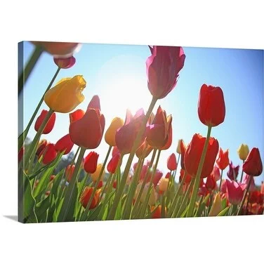 Premium Thick-Wrap Canvas entitled Colorful field of tulips, Canton Basel, Switzerland