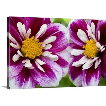 Premium Thick-Wrap Canvas entitled Dahlia Fabula