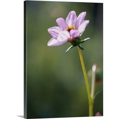 Premium Thick-Wrap Canvas entitled Dahlia 'Merckii'