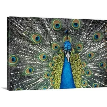 Premium Thick-Wrap Canvas entitled Detail of Indian Peacock (Pavo cristatus) displaying.