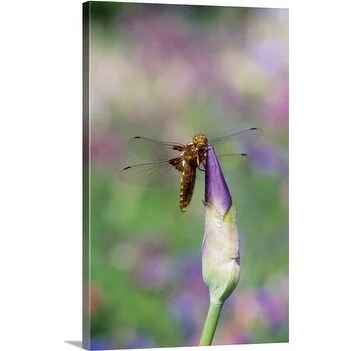 Premium Thick-Wrap Canvas entitled Dragonfly (libellula depressa) perched on closed Iris flower