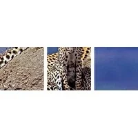 Premium Thick-Wrap Canvas entitled Female Cheetah, sitting with cubs on termite hill in savanna, Masai, Mara, Kenya