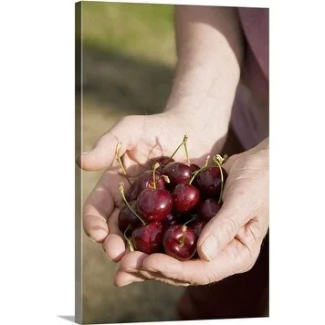 Premium Thick-Wrap Canvas entitled Freshly harvested sweet cherries (Prunus avium) 'Penny'