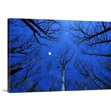 Premium Thick-Wrap Canvas entitled Full moon over oak woodland, Wales, UK