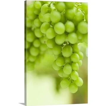 Premium Thick-Wrap Canvas entitled Grape vine (Vitis vinifera) growing in a Lancashire conservatory, UK