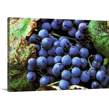 Premium Thick-Wrap Canvas entitled Grapes 'Concord variety'