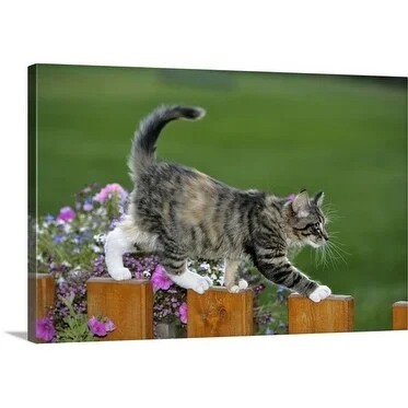 Premium Thick-Wrap Canvas entitled Gray tabby kitten walking on garden fence