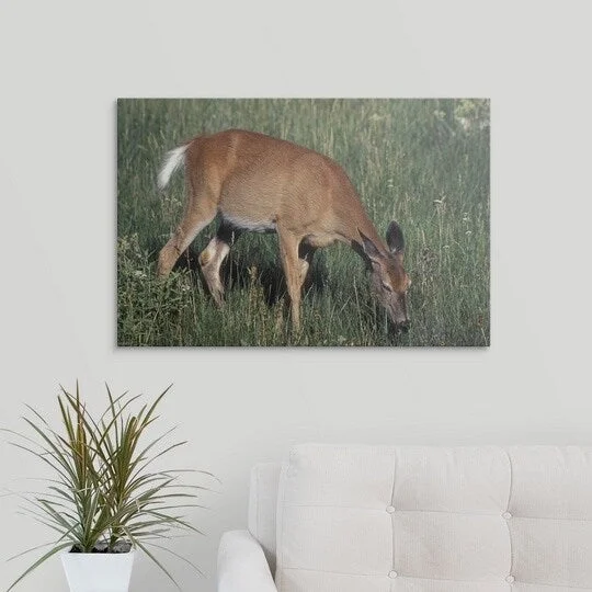 Premium Thick-Wrap Canvas entitled Grazing whitetail deer