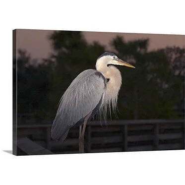 Premium Thick-Wrap Canvas entitled Great Blue Heron at dawn. Wakodahatchee Wetlands; Delray Beach, Florida