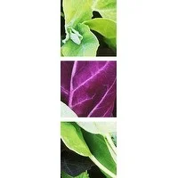 Premium Thick-Wrap Canvas entitled Green and purple leaves of spinach (Atriplex hortensis)