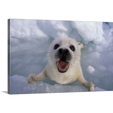 Premium Thick-Wrap Canvas entitled Harp seal pup crying, Gulf of St. Lawrence, Canada