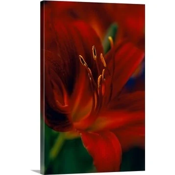 Premium Thick-Wrap Canvas entitled Hemerocallis var. Stafford (Day lily), close up of red flower with protruding