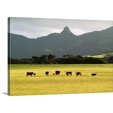 Premium Thick-Wrap Canvas entitled Hereford beef cattle on Flinders Island, Tasmania, Australia