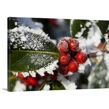 Premium Thick-Wrap Canvas entitled Holly (Ilex) Berries and Foliage Covered in Winter Hoar Frost